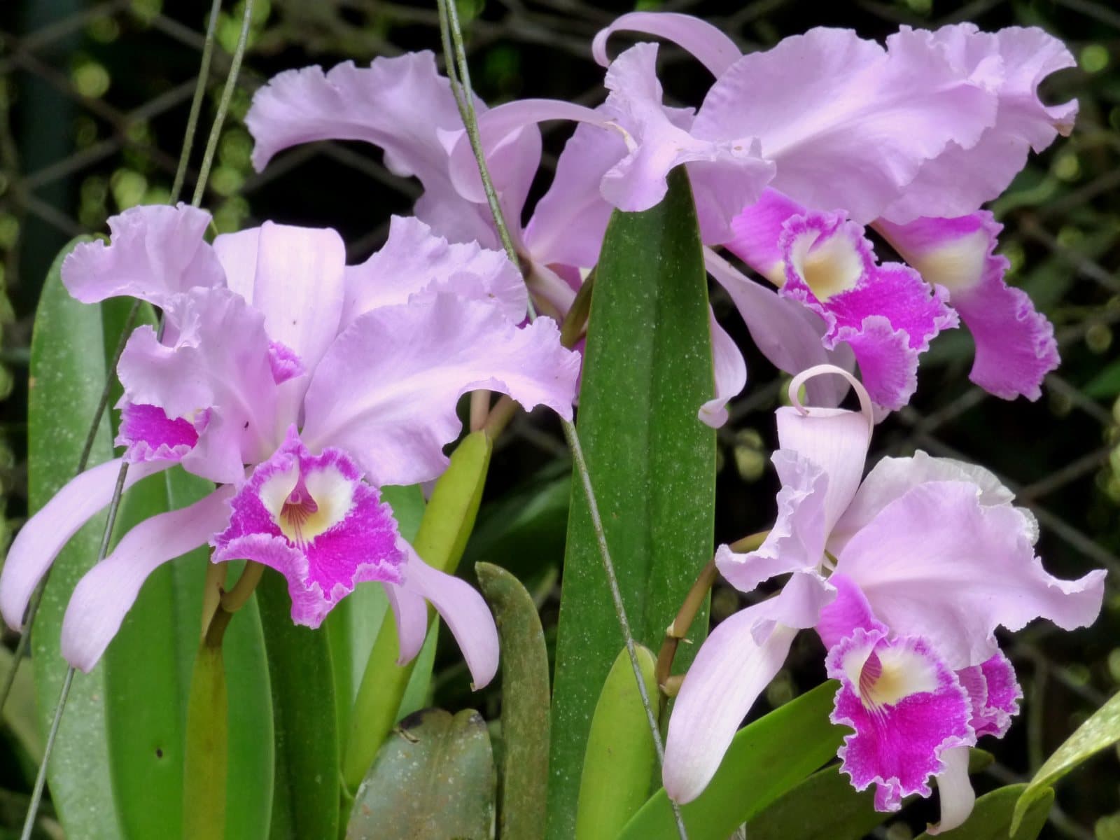 Ruffled lilac and magenta Cattleya trianae blooms, Colombia's national flower, among glossy green leaves