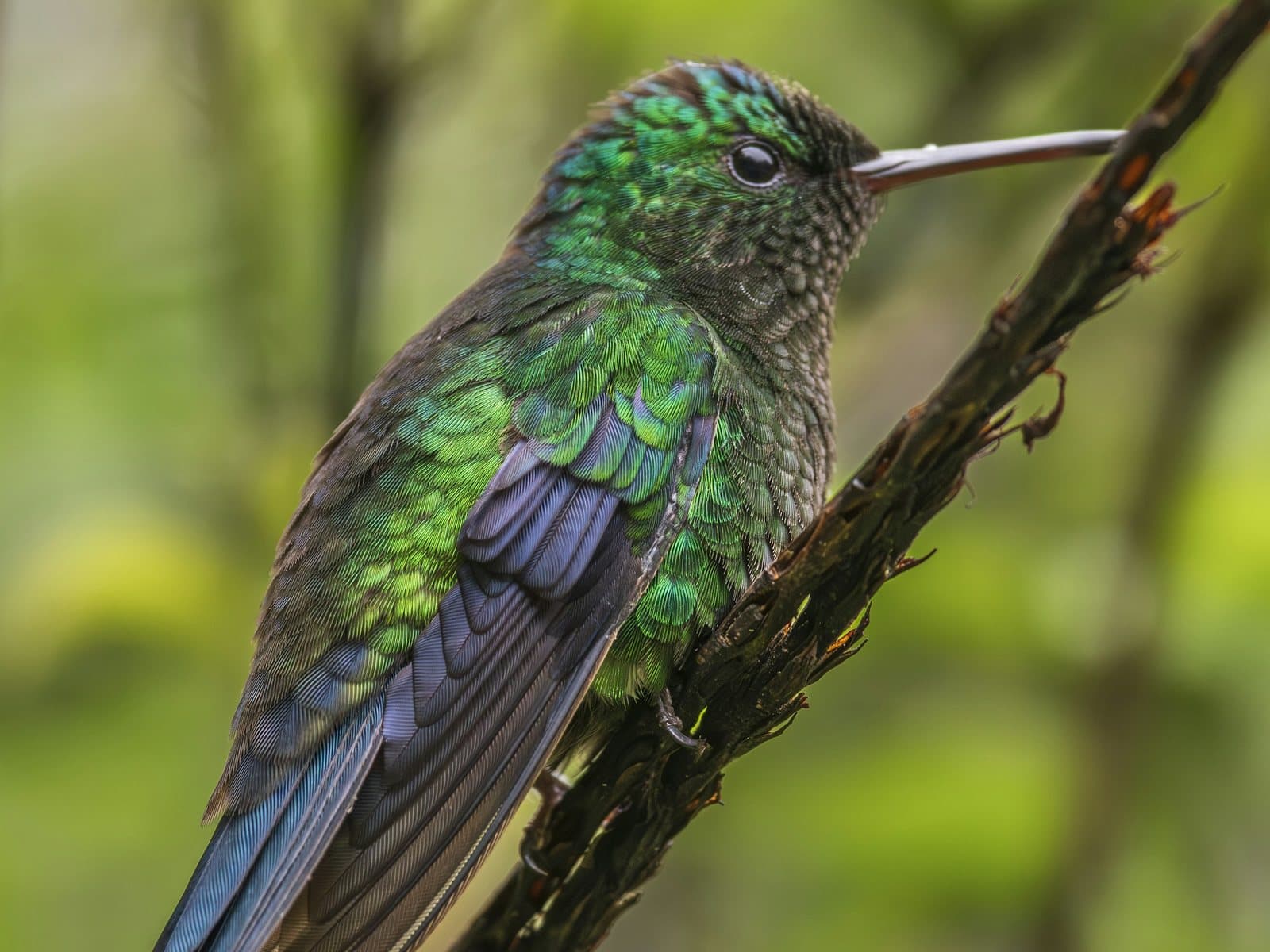 An iridescent emerald and violet hummingbird perches on a dark branch against soft green forest