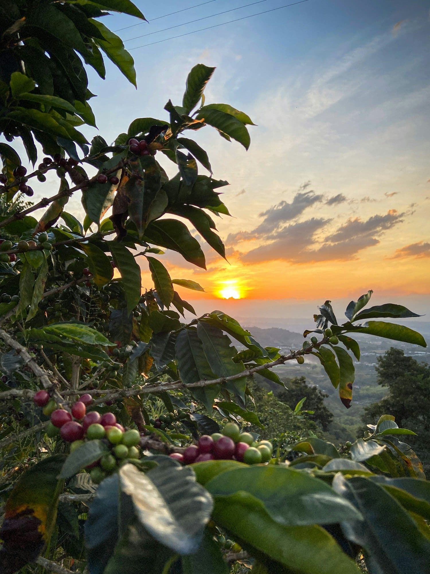 Cerezas de café rojas y verdes madurando en una rama mientras sale el sol sobre las montañas cerca de Pereira