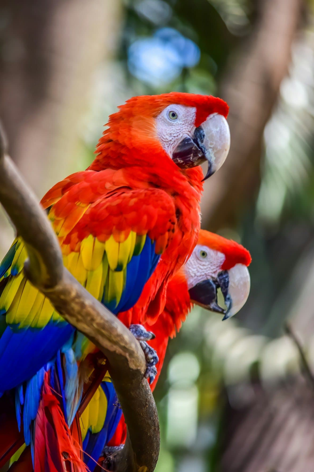 Dos guacamayas rojas de brillantes tonos rojo, amarillo y azul posadas juntas en una rama