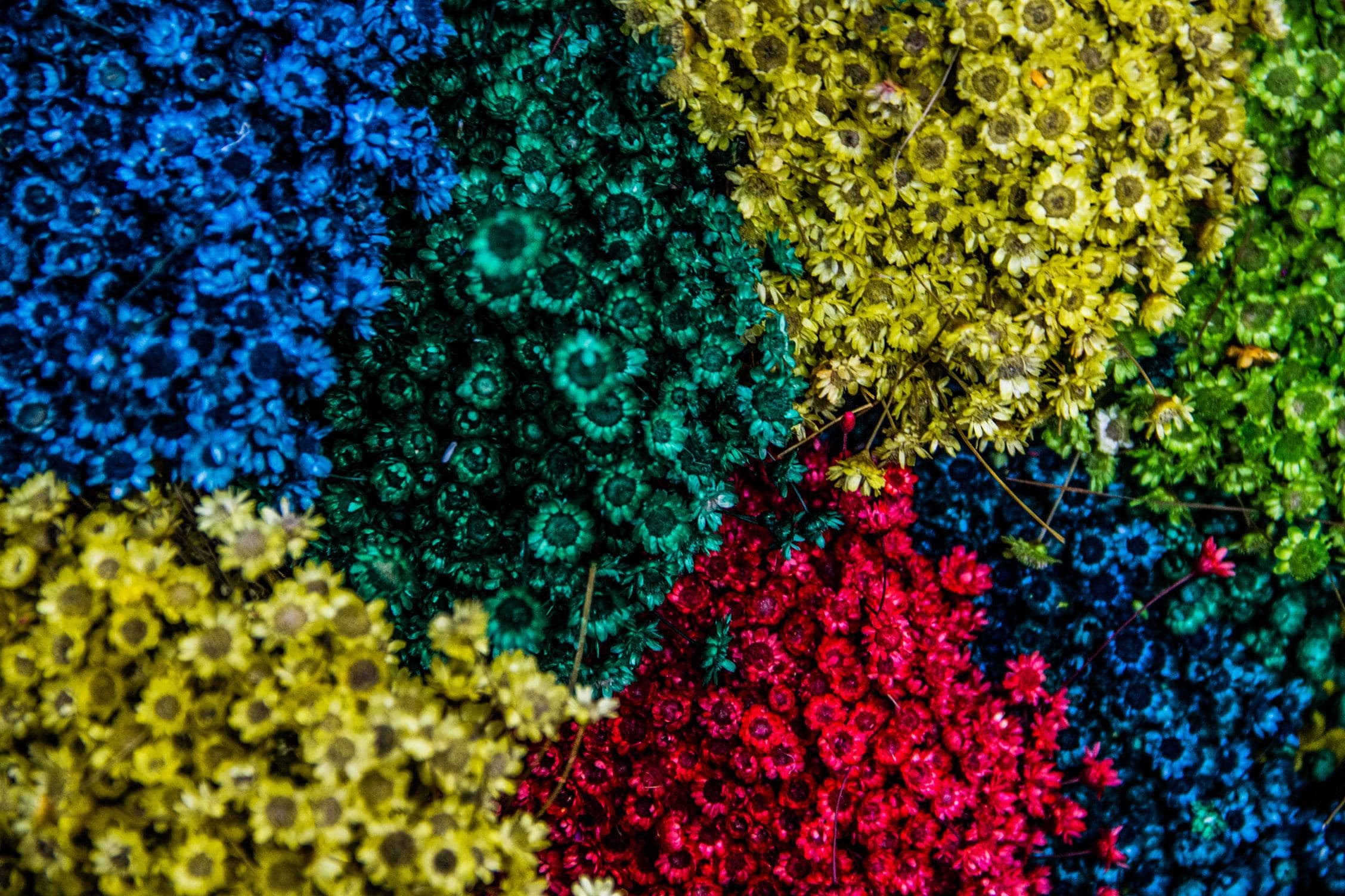 Dense flower bed of blue, green, yellow and red blooms in bold color blocks