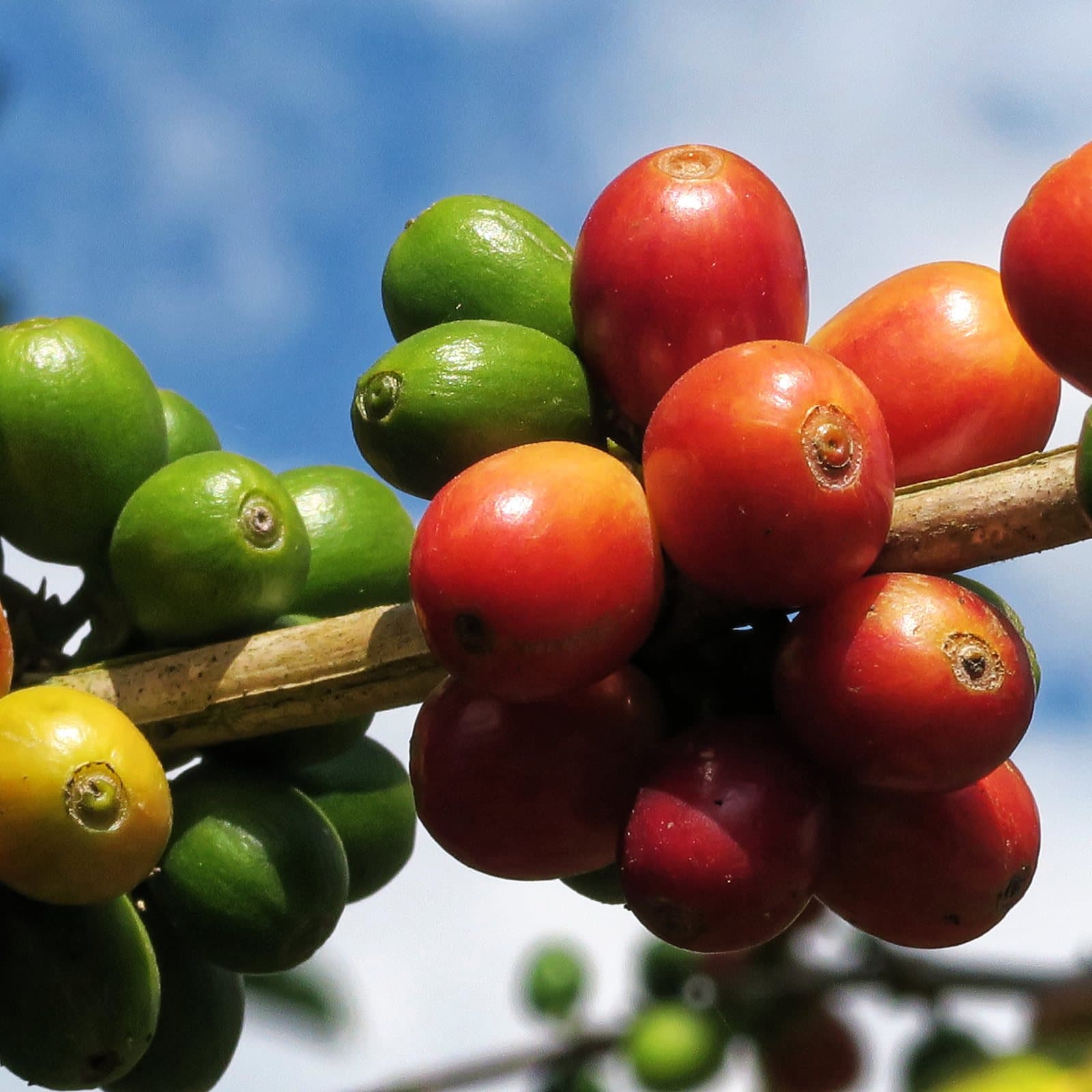 Cerezas de café maduras, rojas y verdes, en una rama de una finca cafetera del Quindío