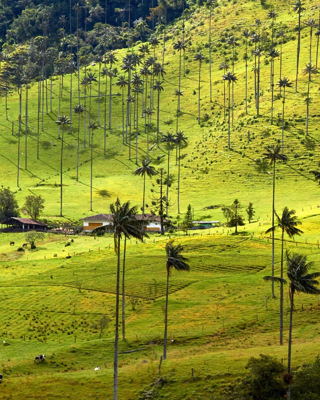 Altísimas palmas de cera del Quindío se alzan sobre colinas verdes en los Andes colombianos