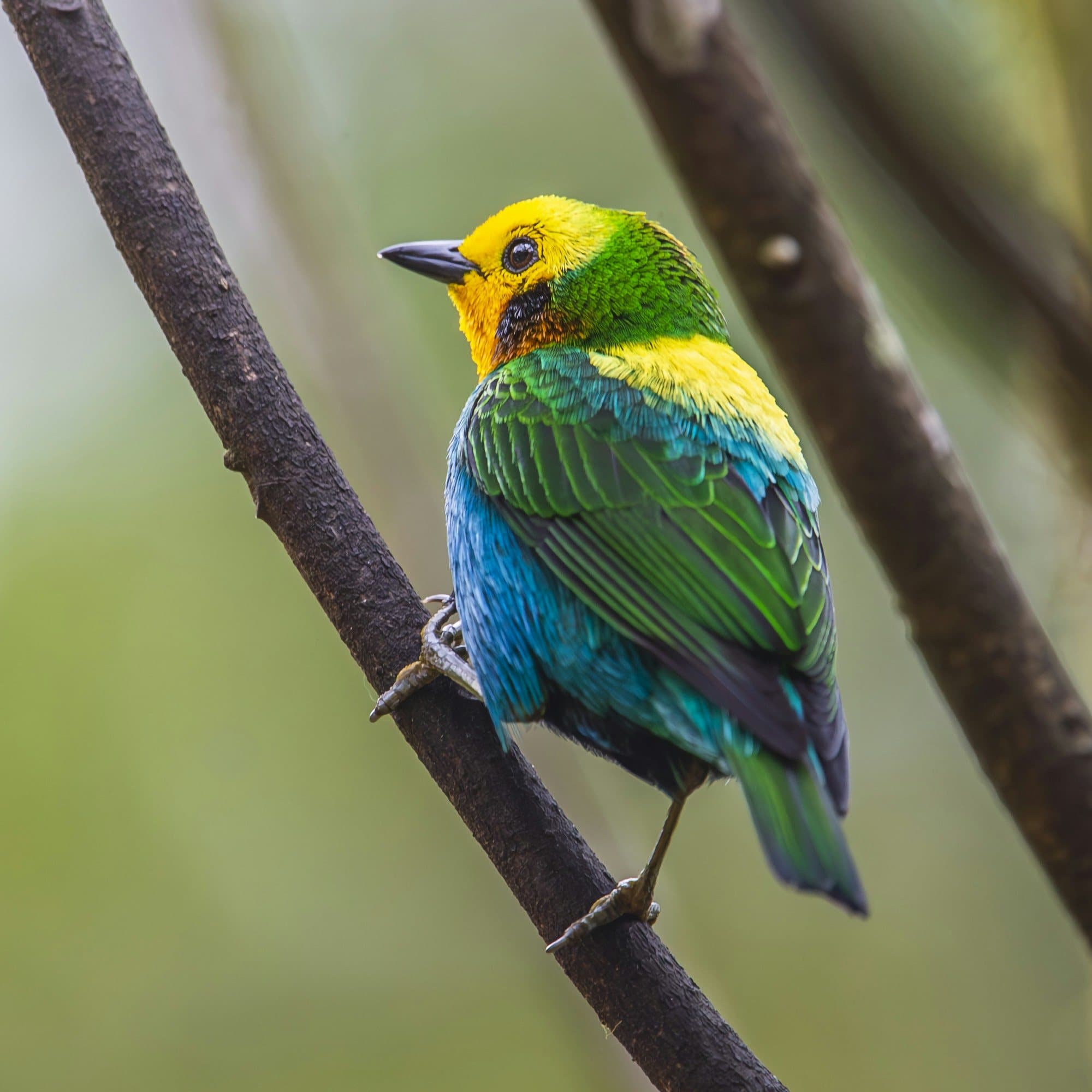 Una tángara multicolor, el ave verde, amarilla y azul que solo existe en Colombia, posada en una rama
