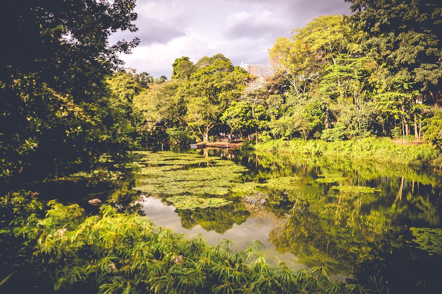 Lush tropical garden pond covered in lily pads and framed by dense green trees