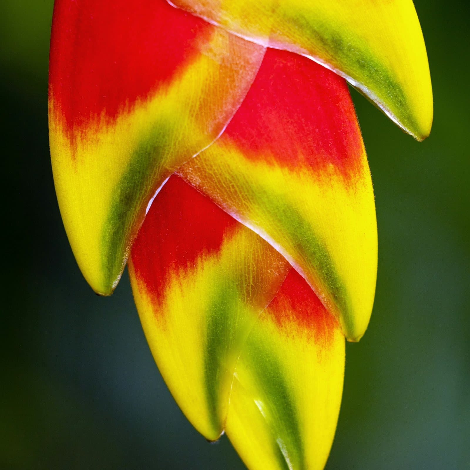 A glowing red and yellow heliconia bloom hangs against deep green tropical foliage