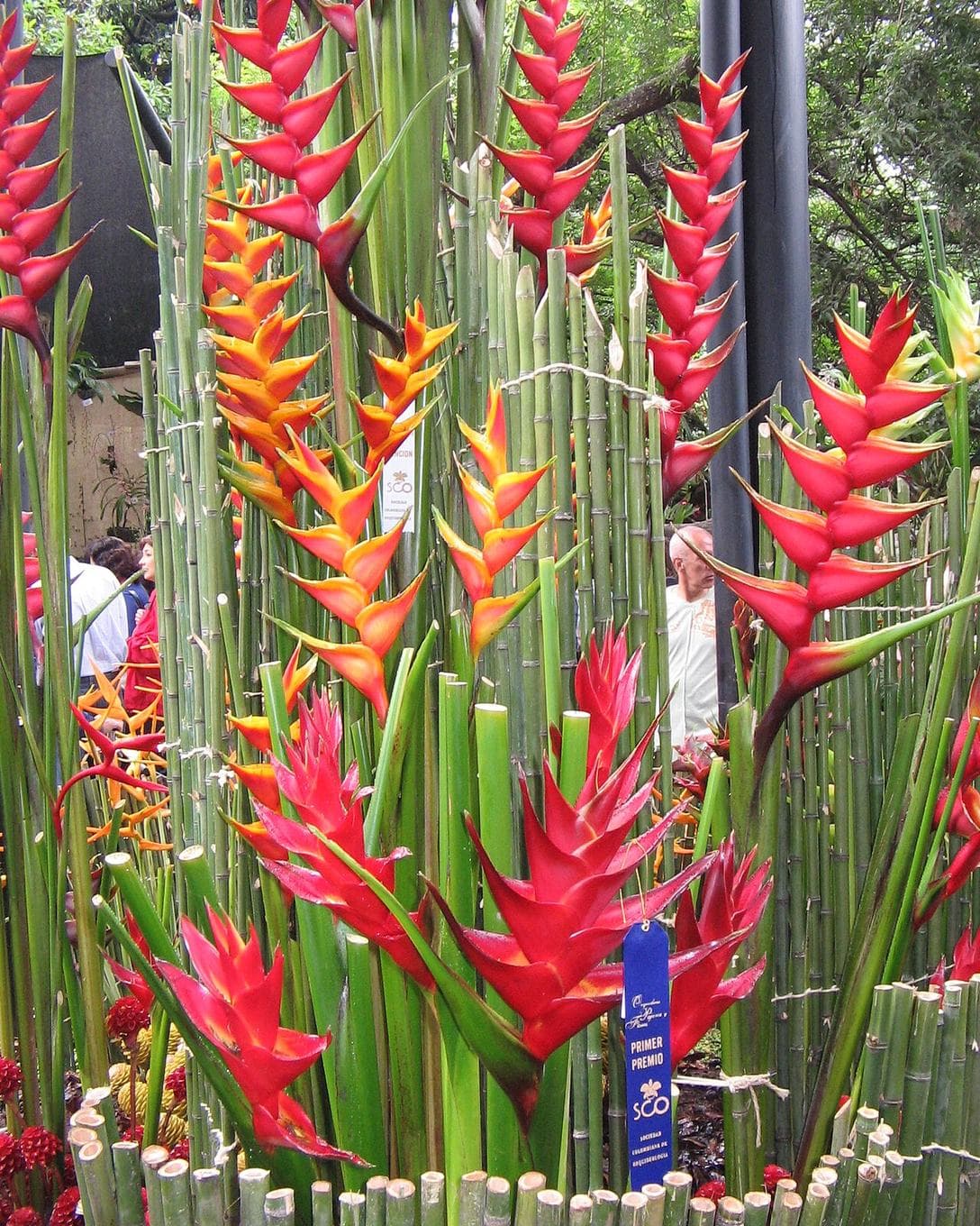 Towering display of red and orange heliconia flowers inside Jardín Botánico de Medellín