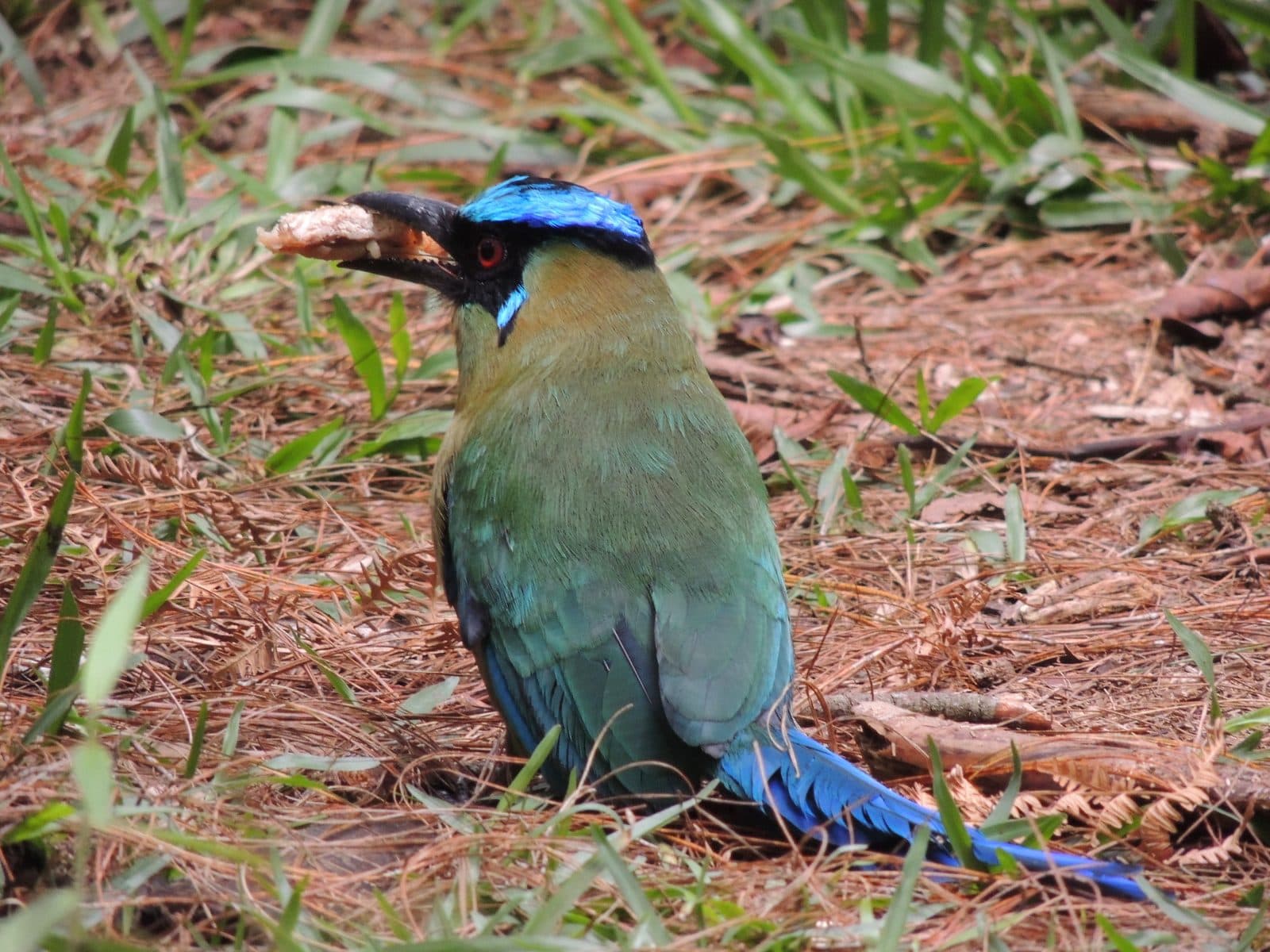 Colorful whooping motmot with turquoise crown foraging on pine needles in Parque Arví's forest