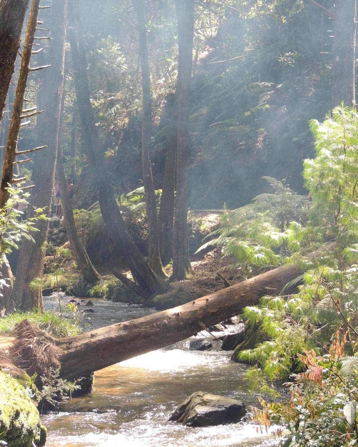 Sunlight filtering through tall trees onto a rocky forest stream inside Parque Arví
