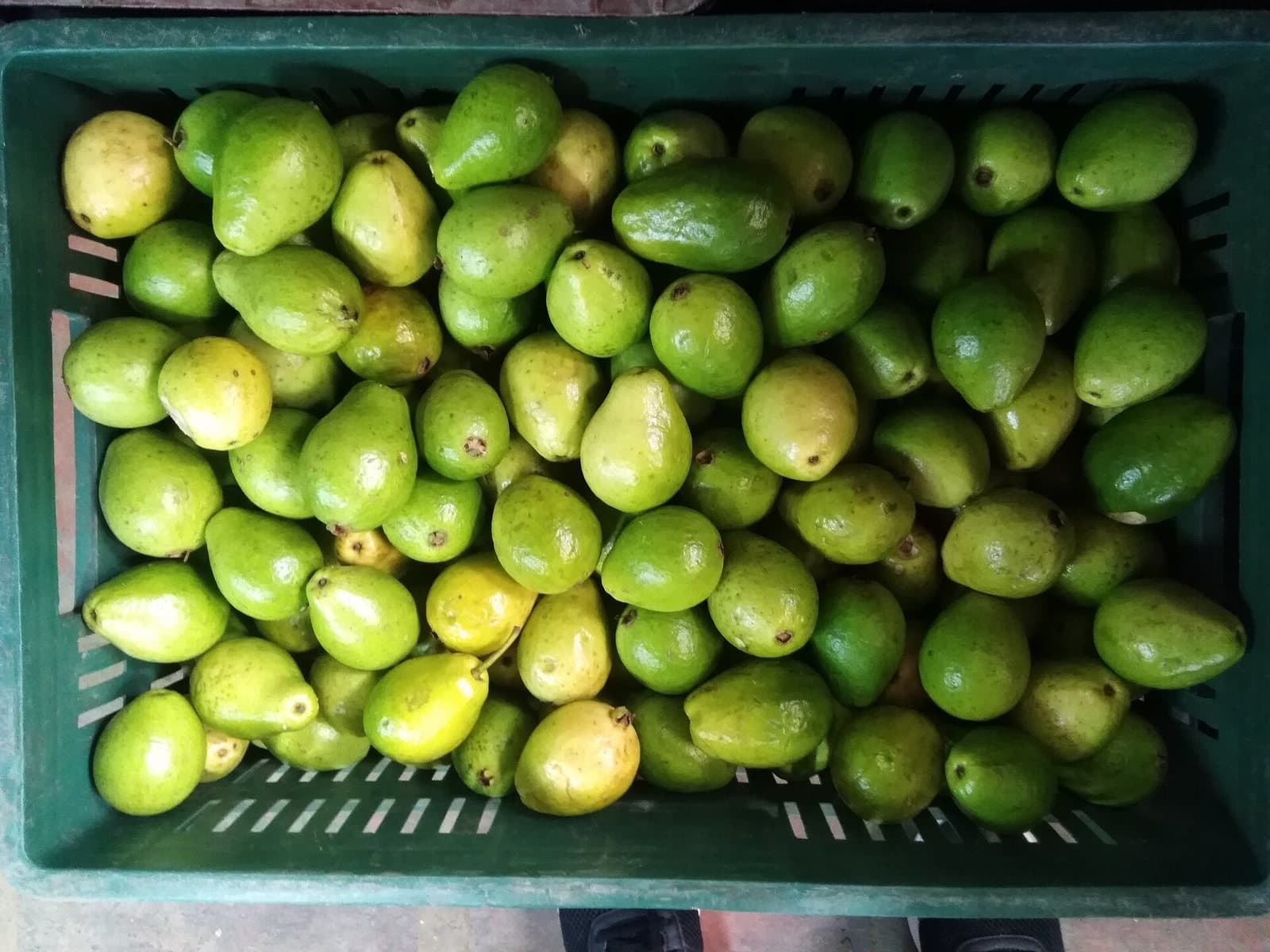 Caja de guayabas verdes frescas a la venta en la Plaza Minorista José María Villa de Medellín