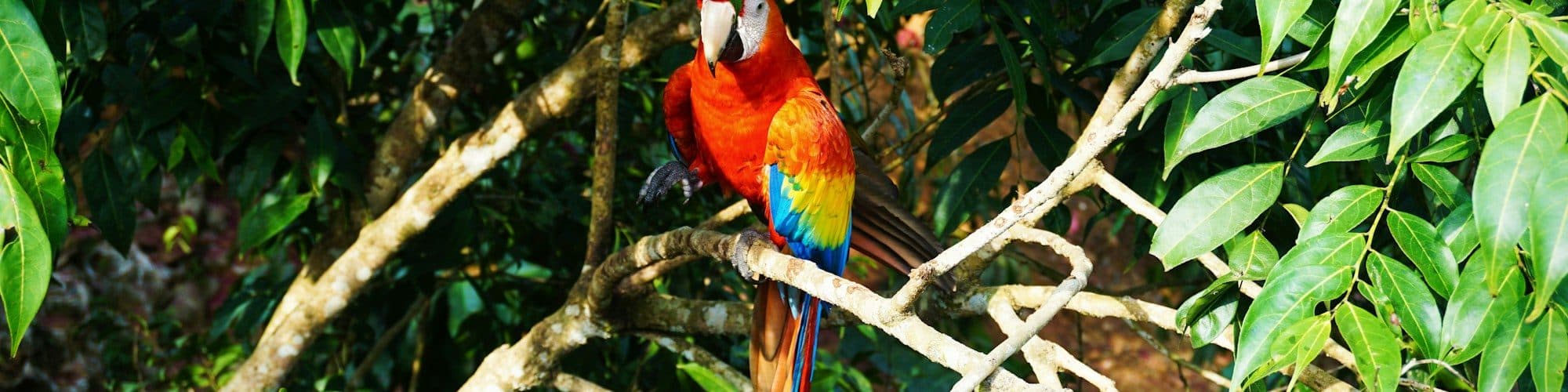 A scarlet macaw perches among bright green tropical leaves